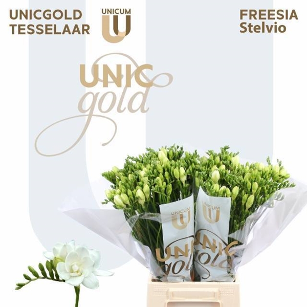 FREESIA STELVIO