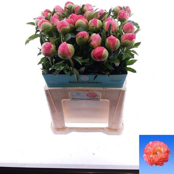 PIVOINE CORAL SUNSET 60 $$$