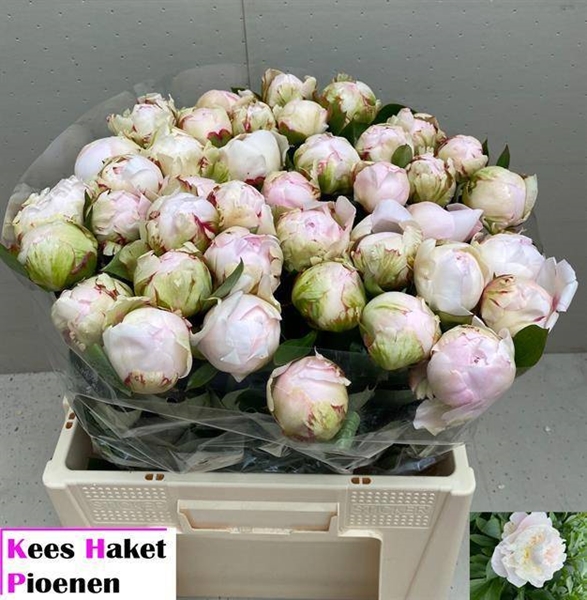 PIVOINE BRIGH PRINCESS 60 $$$