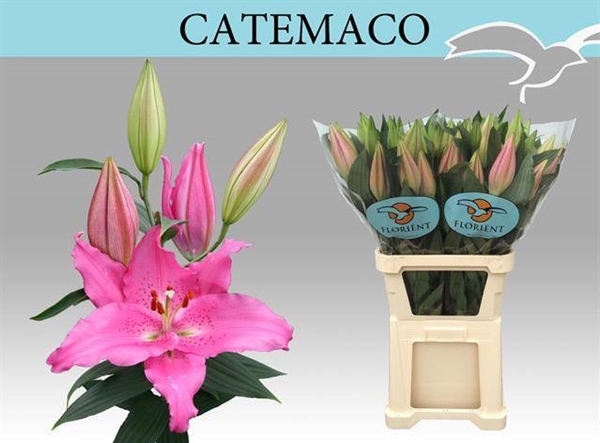 LYS OR CATEMACO 51FL 105CM 3 F+
