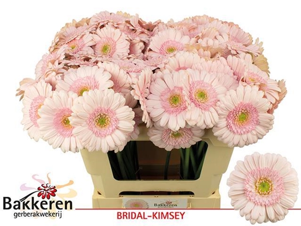 GERMINI AQUA X20 BRIDAL KIMSEY 50CM