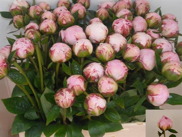 PIVOINE SARAH BERNHARDT 55 $$$