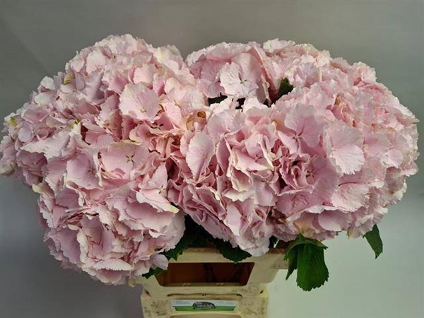 HORT. VERENA 65CM