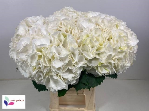 HORT. SCHNEEBALL 60CM