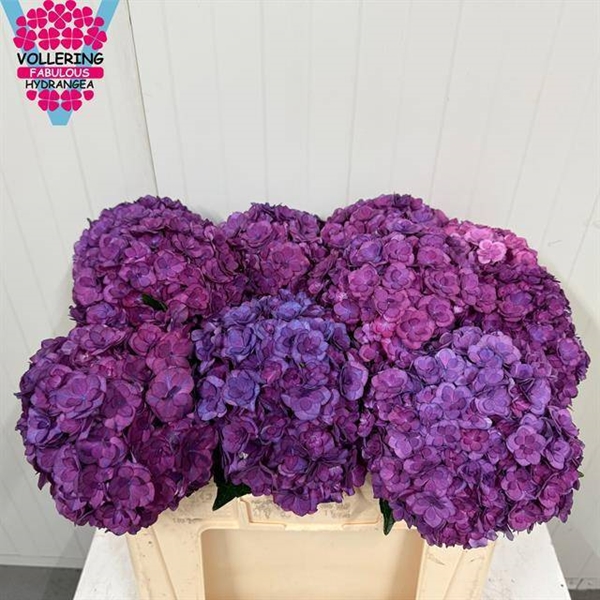 HORT. ROYAL ANASTERASIA 50CM