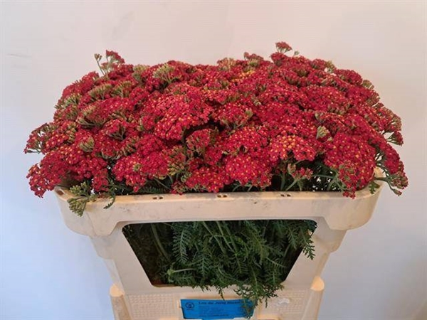 ACHILLEE PAPRIKA 65CM