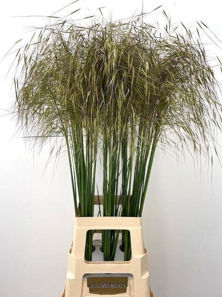 STIPA GIGANTEA 100CM
