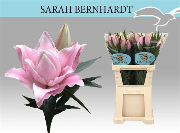 LYS OR SARAH BERNHARDT 11FL 80CM 1 F+