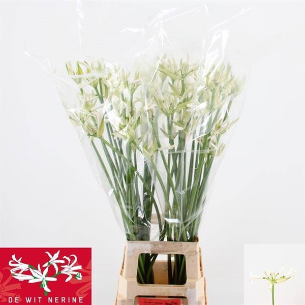 NERINE BIANCANEVE 70CM