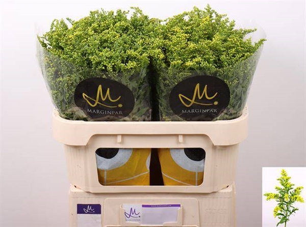 SOLIDAGO CARZAN GLORY 70CM 30G 23