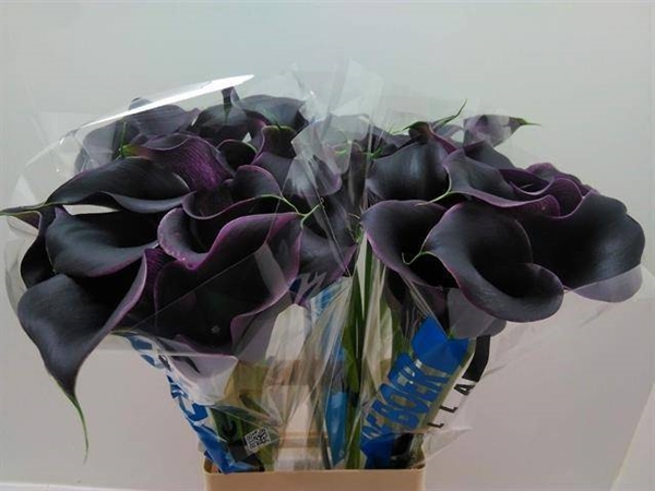 CALLA CAPTAIN CARRERA 70CM