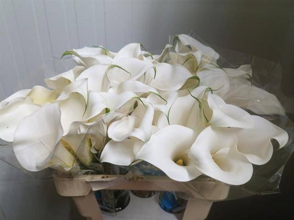 CALLA PURE ART 55CM