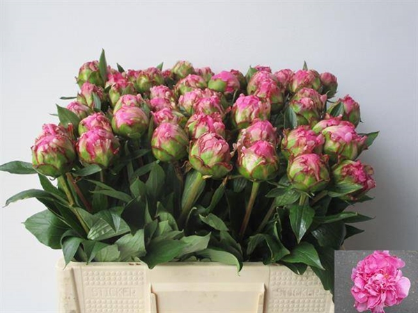 PIVOINE DR A FLEMING 55CM