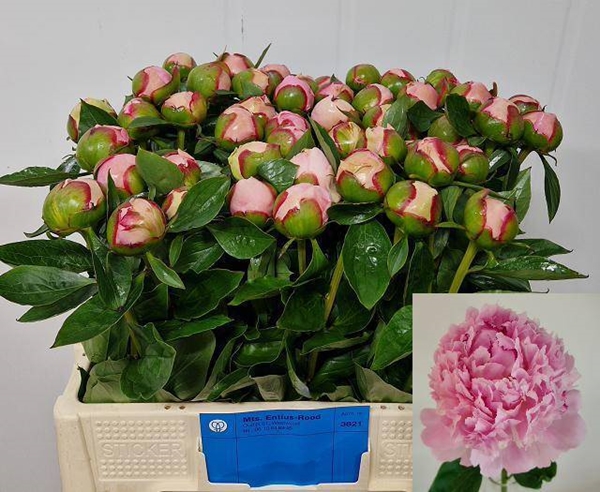 PIVOINE ANGEL CHEEKS 55CM