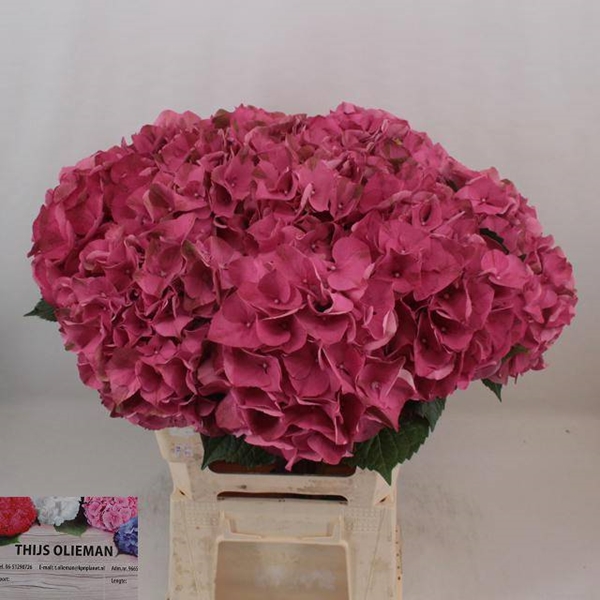 HORT. GLOWING ALPS 60CM