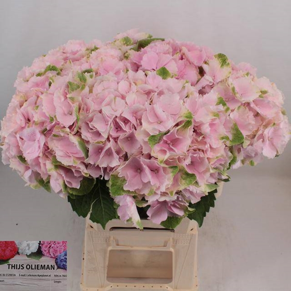 HORT. VERENA ROSE 60 $$$