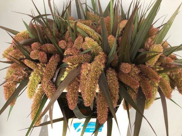 SETARIA IT RED JEWEL 75CM