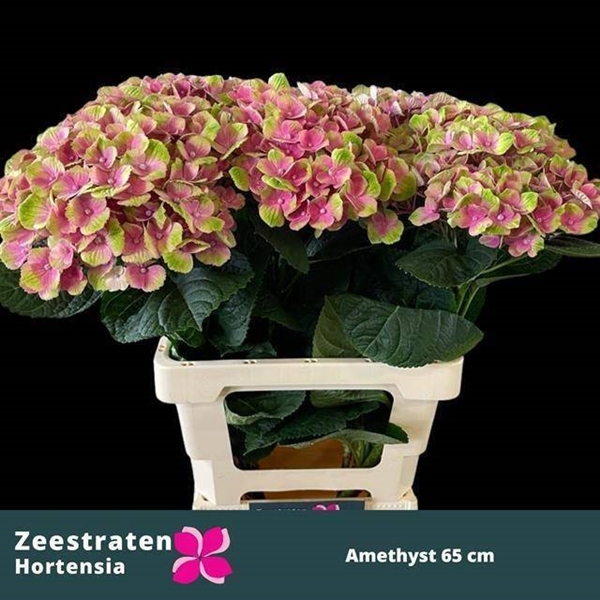 HORT. AMETHYST ROSE 60 $$$