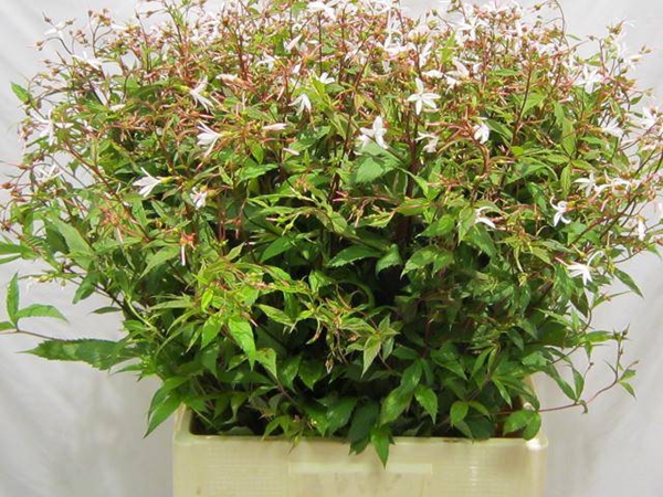 GILLENIA TRIFOLIATA 70CM