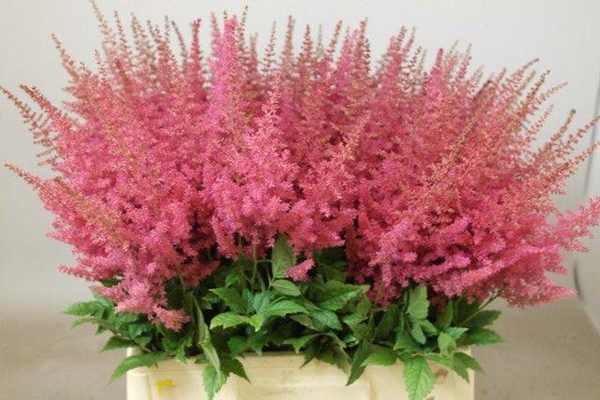 ASTILBE ELSE SCHLUCK 65CM