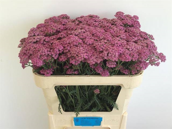 ALCHILLEE CINDY 70CM