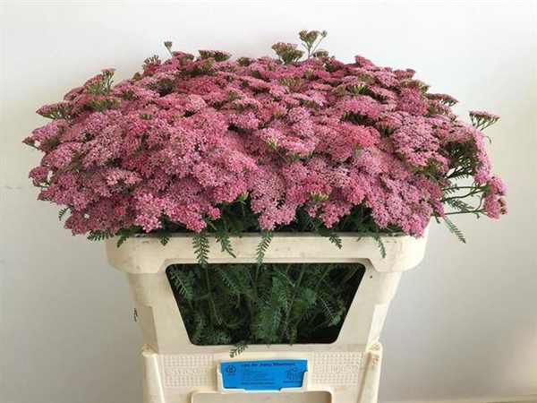 ALCHILLEE ANITA 70CM