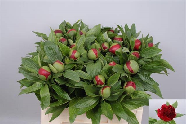 PIVOINE RED CHARM 55 $$$