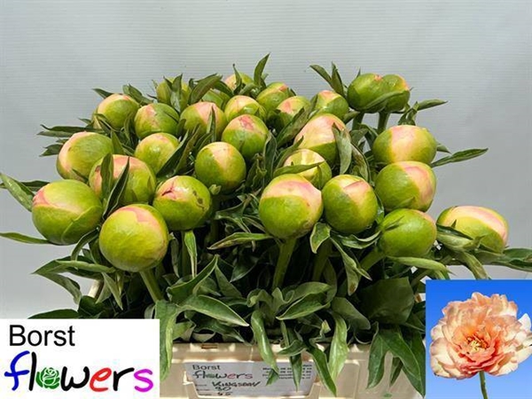 PIVOINE KINGSDAY 55CM