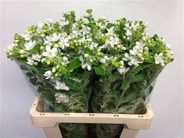 OXYPETALUM PERF WHITE 60CM