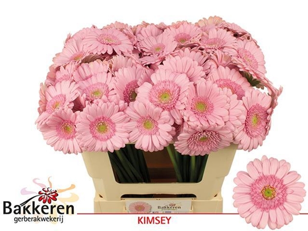 GERMINI AQUA X20 BRIDAL KIMSEY