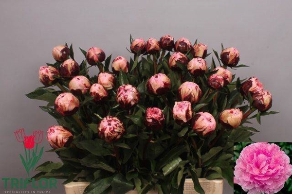 PIVOINE THE FAWN 60CM