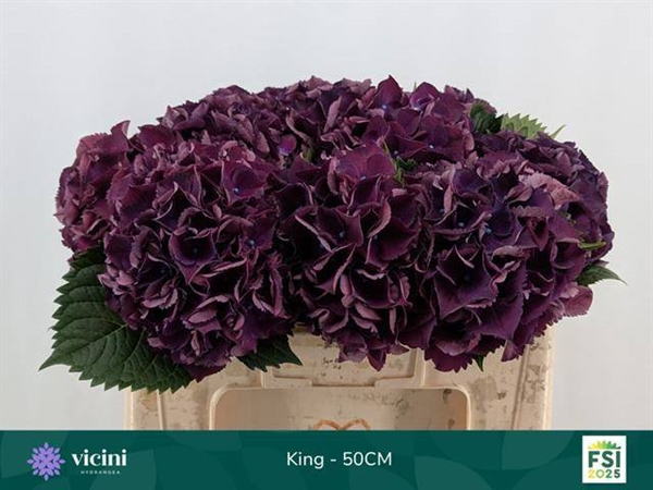 HORT. ROYAL KING 50CM