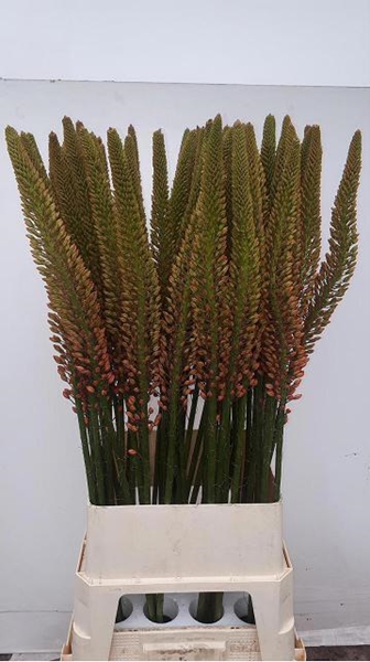 EREMURUS CLEOPATRA 130CM