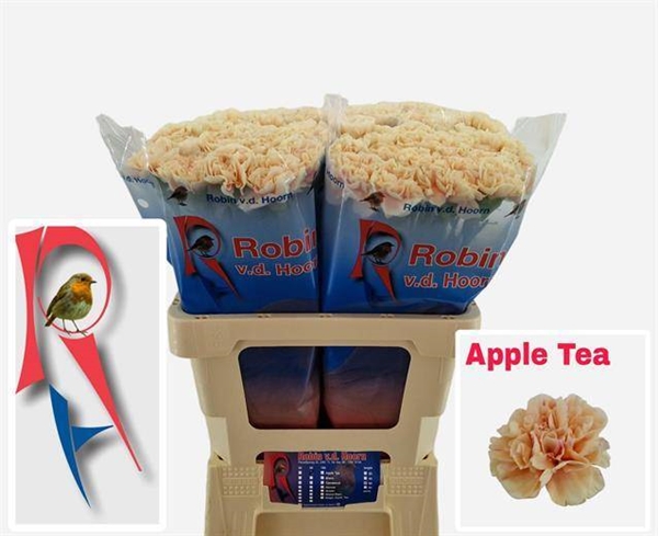 OEILLET APPLE TEA 60CM