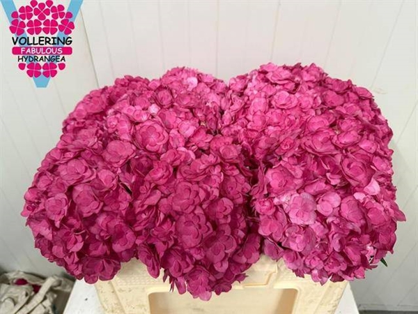 HORT. ROYAL ANASTERASIA