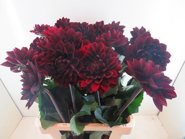 DAHLIA MANOA 60CM