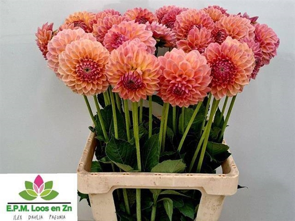 DAHLIA LINDA'S BABY 70CM