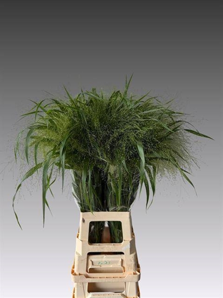 PANICUM FONTAINE ZILVERGR 80CM