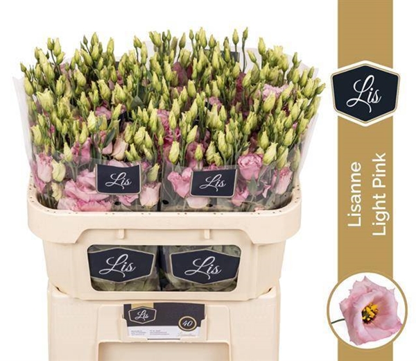 LISIANTHUS ROSE $$$
