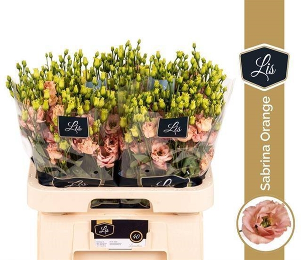 LISIANTHUS SABRINA ORANGE $$$