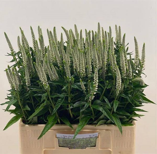 VERONIQUE CAYA 60CM