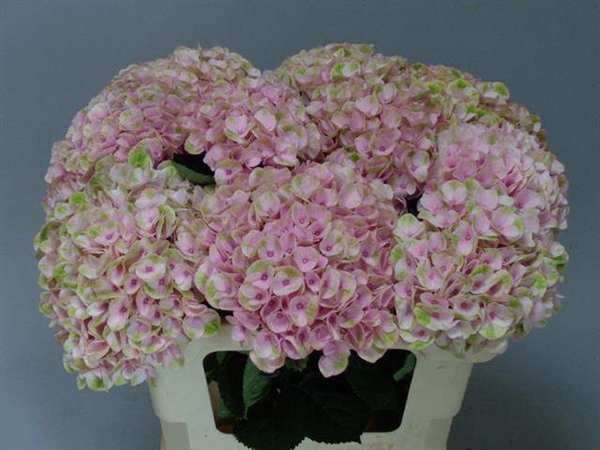 HORT. REVOLUTION ROSE 55CM
