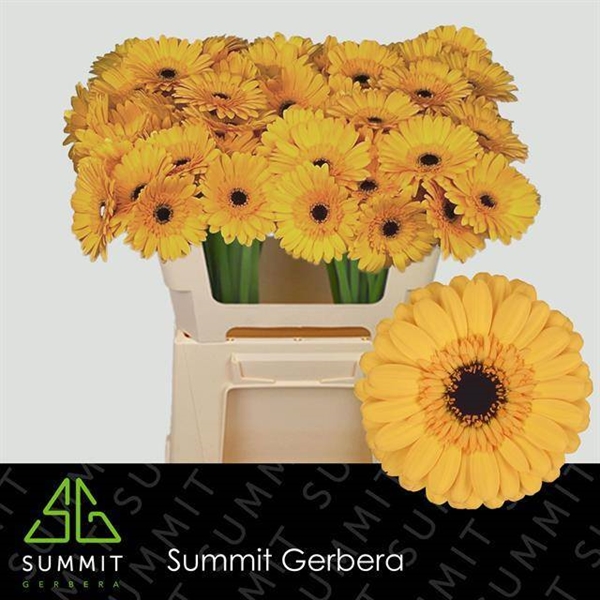 GERMINI AQUA X20 TWEETY