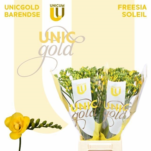 FREESIA JAUNE $$$