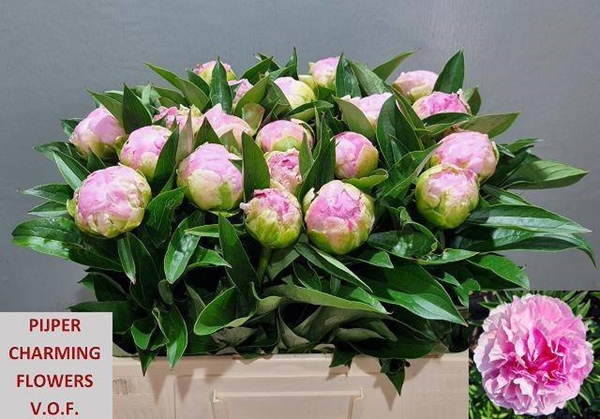 PIVOINE PINK GIANT 60CM