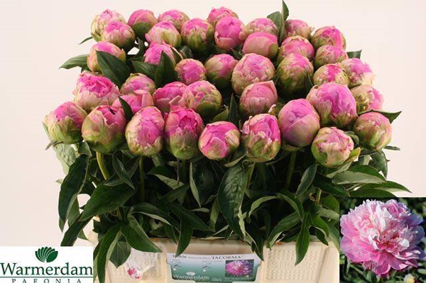 PIVOINE JACORMA 60CM