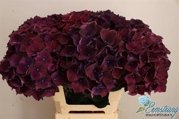 HORT. AUBERGINE 60CM