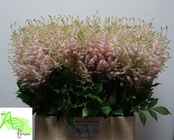 ASTILBE EUROPA 70CM