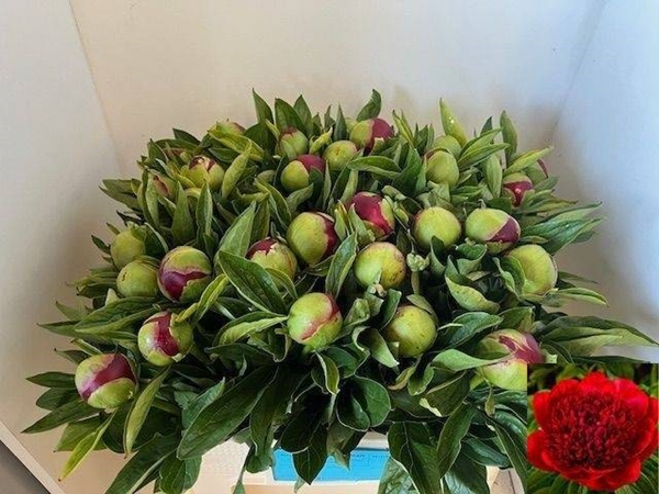 PIVOINE RED CHARM 55CM
