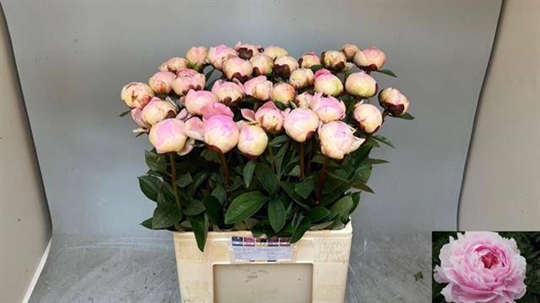 PIVOINE PINK DIAMOND 65CM